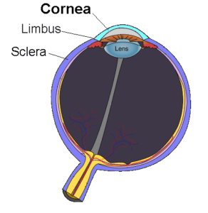Corneal Nerves Regrow After Lasik Surgery